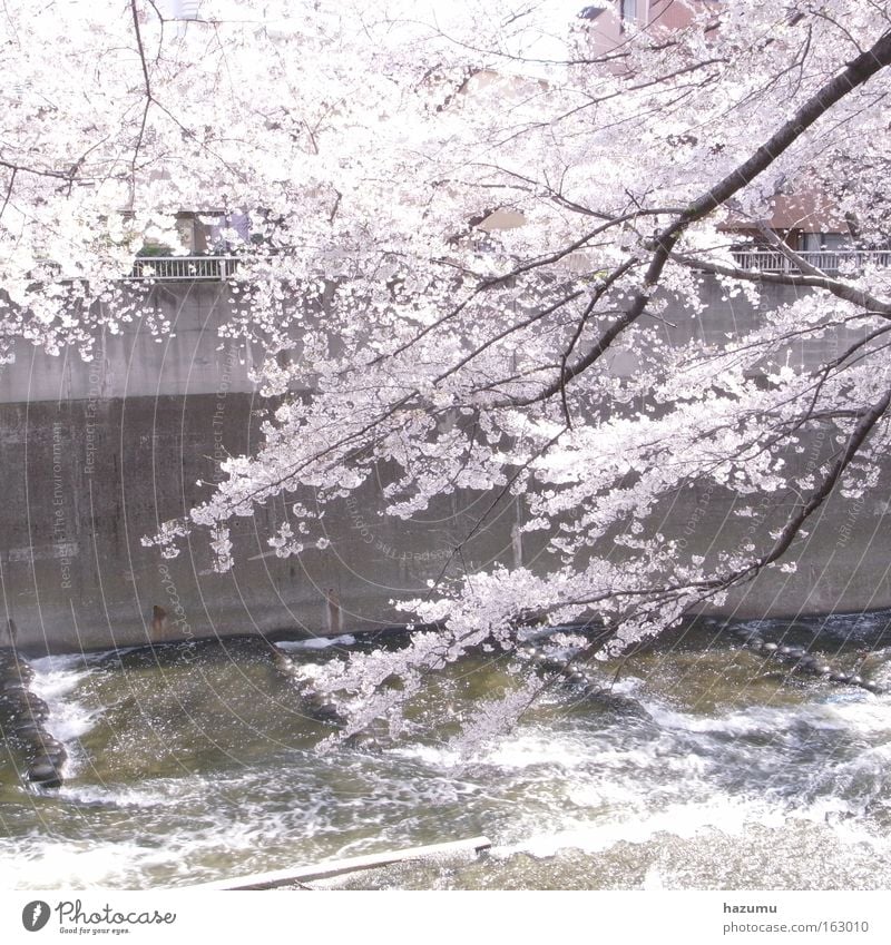 Kirschblüten #3 Fluss Frühling Japan weiß rosa Tokyo Bach In Frühling