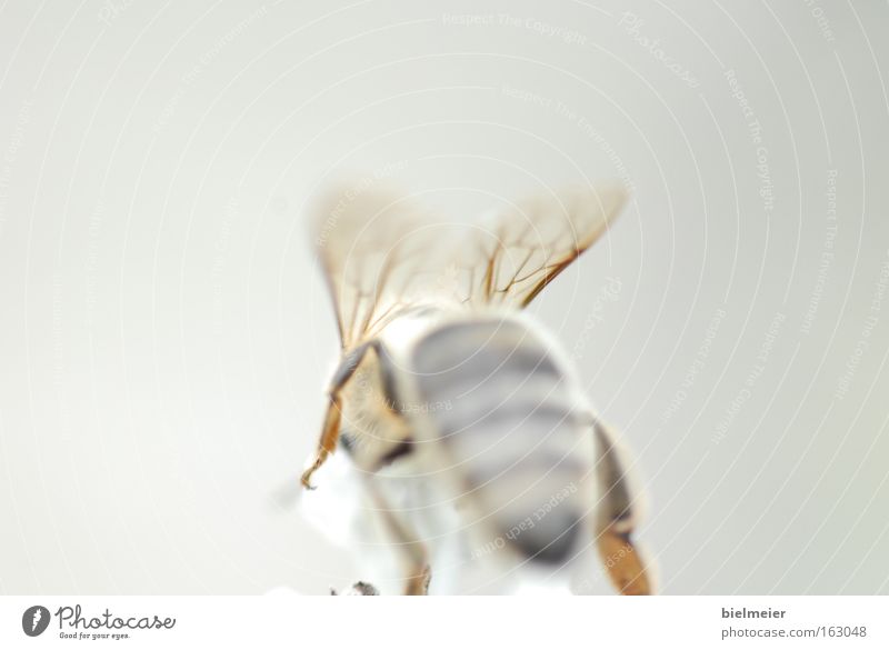 beefly Biene Sommer grau gelb Sonne Freude hinten weiß durchsichtig Bee Flügel