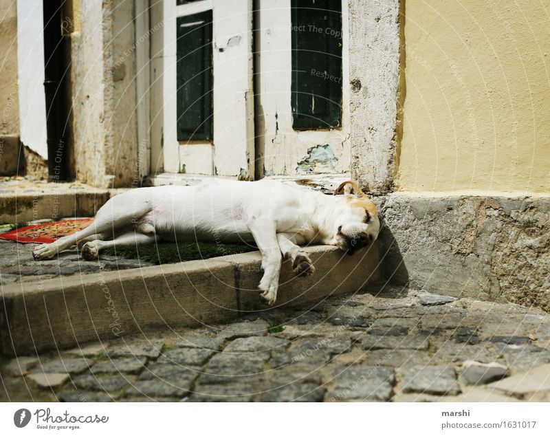 Mittagsschläfchen Tier Haustier Hund Pfote 1 Stimmung Straße Müdigkeit schlafen Mittagsschlaf Hundeschnauze Erschöpfung Lissabon Reisefotografie Farbfoto