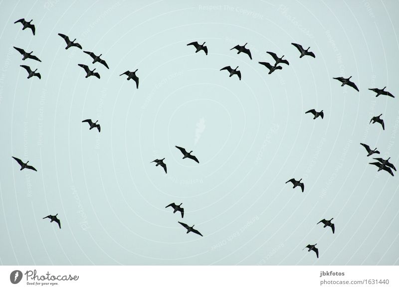 Orientierung / in eine wärmere Gegend Lebensmittel Ernährung Umwelt Natur Schönes Wetter Tier Wildtier Vogel Gans Graugans Kanadagans Schwarm ästhetisch
