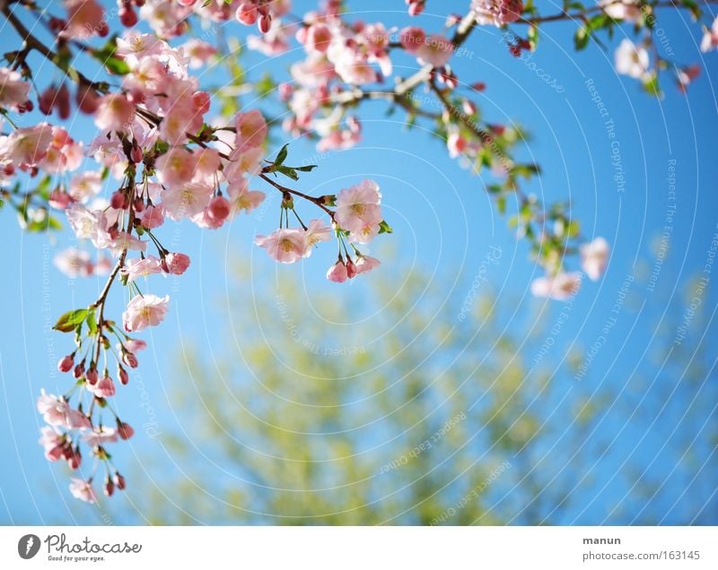 Sonnige Aussichten Frühling Blüte Kirsche Kirschbaum Zierkirsche Kirschblüten Wärme Warmherzigkeit weiß rosa blau Wetter Ast Gartenbau Hintergrundbild schön