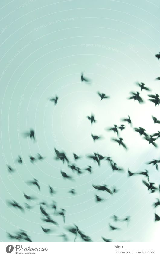 WIRBELWIND Luft Himmel Herbst Wind Sturm Gewitter Wärme Vogel Schwarm Bewegung drehen fliegen Einigkeit Konzentration Zusammenhalt Zugvogel Dynamik Aufschwung
