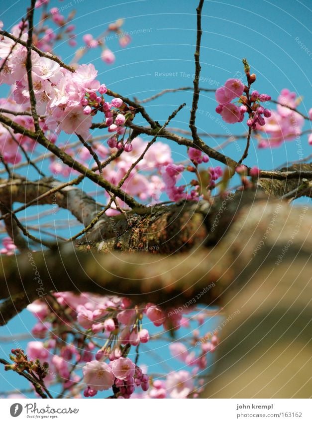 ja, panische gierhirsche Zierkirsche Blüte Blütenknospen Frühling Blühend Himmel blau rosa Park schön