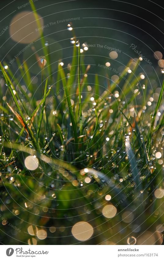 Morgentau Rasen Gras Wiese Wassertropfen Tropfen Tau Sonnenaufgang frisch Regen glänzend nass grün Gegenlicht Frühling Makroaufnahme Nahaufnahme