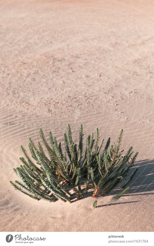 Wüstengrün Umwelt Natur ästhetisch unten Leben Überleben trocken Wüstenpflanze Wachstum Wärme Sand Sahara Pflanze trist Einsamkeit Ödland Farbfoto mehrfarbig
