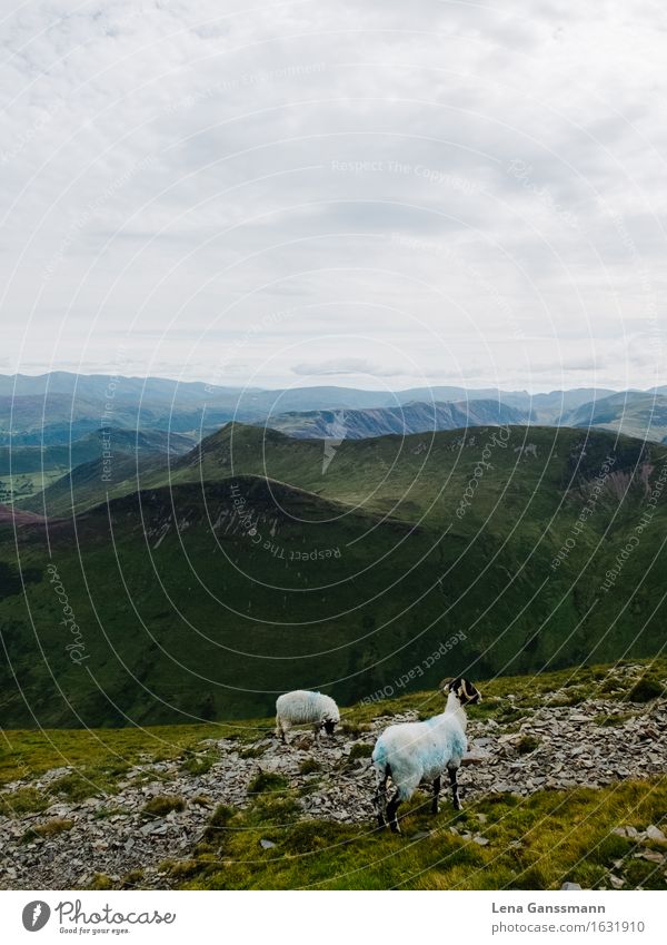 Schafe im Lake District Ferien & Urlaub & Reisen Ausflug Abenteuer Expedition Camping Berge u. Gebirge wandern Landschaft Pflanze Tier Wolken Wetter Gras Wiese