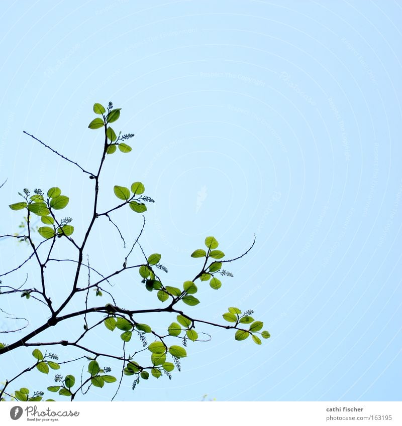 frühlings grün Blatt Ast Zweig Himmel blau Frühling Blütenknospen Blattknospe Blühend dezent Natur braun Farbe