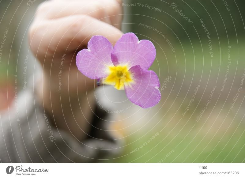 Frühling zeigen Blume kaputt Blüte Blütenblatt Blütenknospen Hand Finger gelb rosa zart Makroaufnahme Nahaufnahme herzeigen
