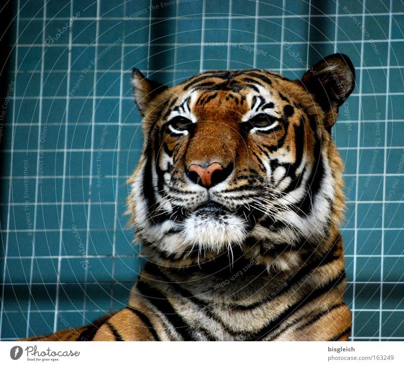 Tiger Farbfoto Innenaufnahme Menschenleer Kunstlicht Tierporträt Wildtier Katze 1 Streifen Kraft Konzentration Gitter Kopf Ohr Auge Fliesen u. Kacheln gefangen