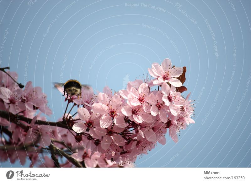 Landeanflug rosa Blüte Blühend Ast Baum Hummel Flugschau fliegen Insekt Frühling Park