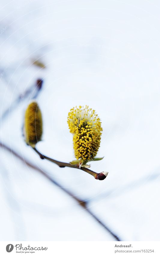 Pollenalarm!! Weide Weidenkätzchen Blütenknospen Blattknospe Frühling Zweig Ast allergiem heuschnupfen baumblüte frühlingszweig