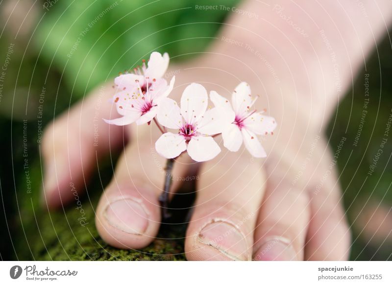 Little flowers Blume Blüte Blütenblatt Kirschblüten Blühend Frühling Sommer Hand Finger sanft Natur