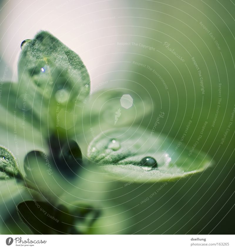 Oregano in der Nahaufnahme mit Wassertropfen Makroaufnahme Kräuter & Gewürze Frühling Regen Blatt Lupe frisch klein winzig hydrophob Außenaufnahme Farbfoto