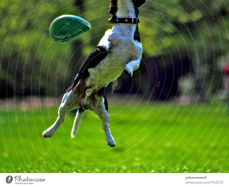 Daneben Hund Frisbee Park Garten Gras springen Wiese Dynamik Schönes Wetter Freizeit & Hobby grün Halsband Kraft Tier Pfote Schwanz Säugetier Frühling