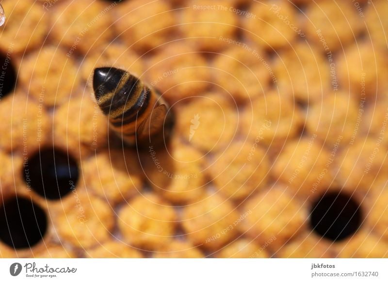 abgetaucht Lebensmittel Süßwaren Ernährung Honig Umwelt Klima Schönes Wetter Tier Nutztier Biene 1 Schwarm Fröhlichkeit nachhaltig Neugier Honigbiene Imkerei