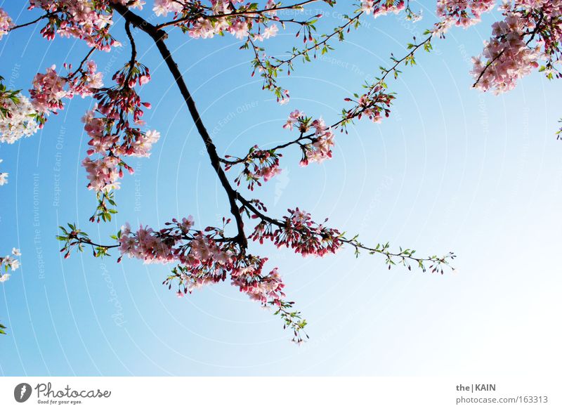 [Harusaki|DD] Es Blüht der Kirschbaum Himmel Blüte Kirsche Ast blau rosa Sonne Obstbaum Frühling Kirschblüten