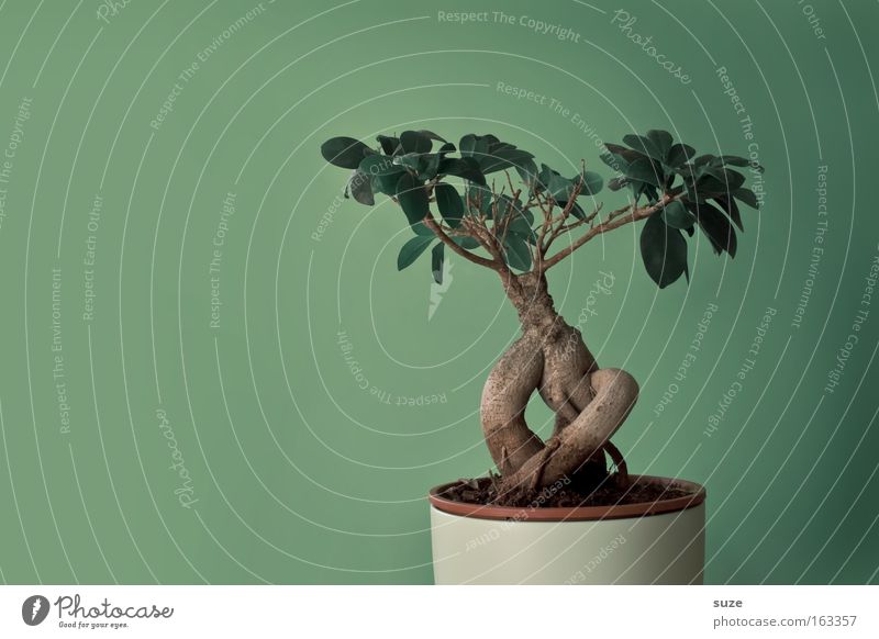 Bonsai Topf Stil Design Leben Zufriedenheit Freizeit & Hobby Dekoration & Verzierung Kunst Kultur Natur Pflanze Baum Blatt klein grün Japan China Asien Botanik