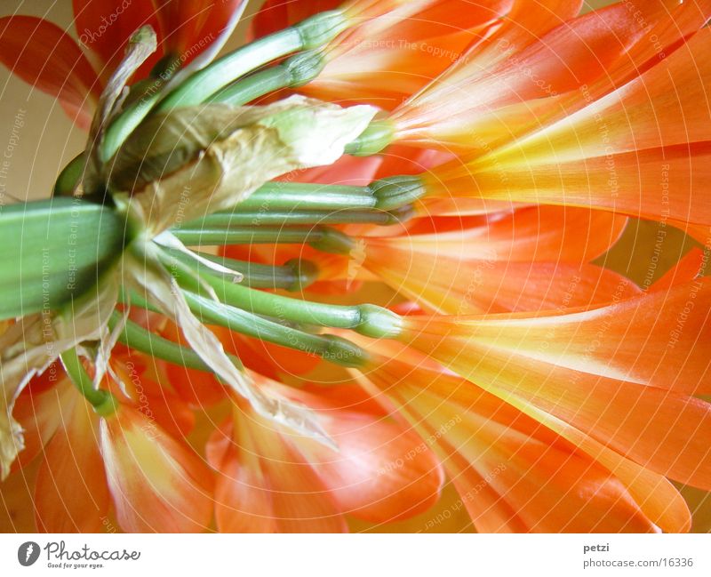 Clivia in voller Blüte Klivie Blume Stengel grün Licht Farbenspiel orange volle Pracht