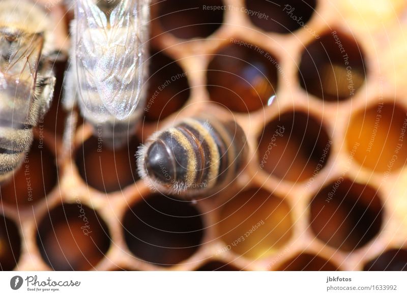Honigernte Lebensmittel Ernährung Umwelt Natur Tier Nutztier Biene Honigbiene 1 Schwarm Tierjunges Glück Imkerei Landwirtschaft Ernte Bienenwaben Hinterteil