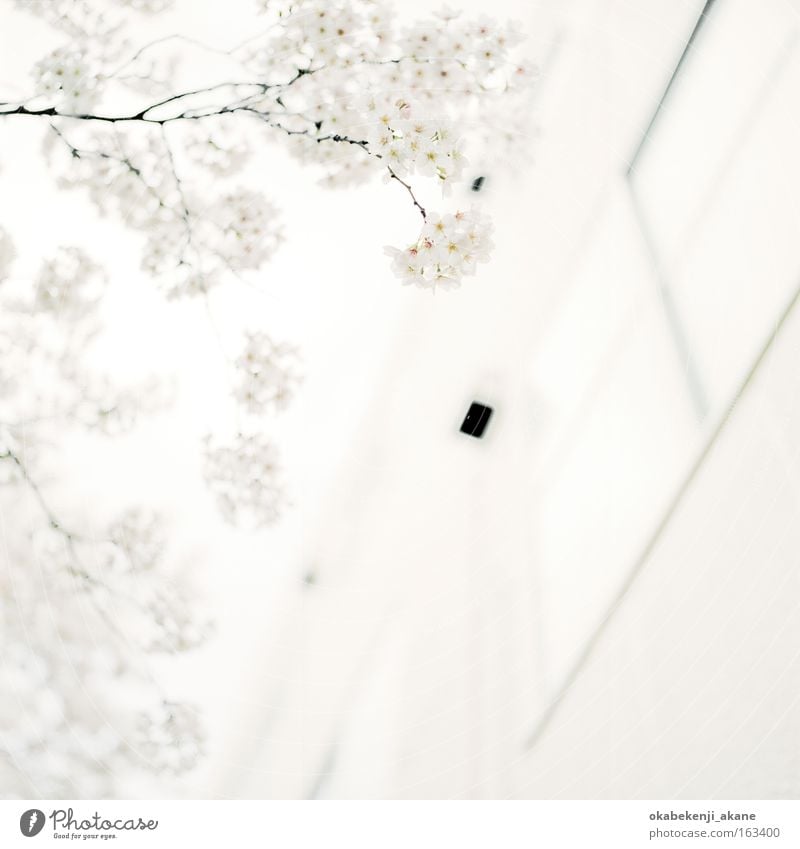 albino #3 Tokyo Schererei Quadrat Filmindustrie Licht Luft Japan Stimmungsbild weiß bleich