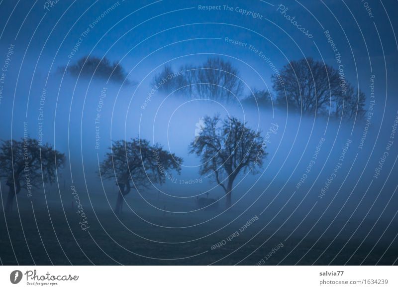 Morgenstund Umwelt Landschaft Herbst Wetter Nebel Baum Feld Wald blau grau schwarz Idylle Nebelstimmung Morgennebel Farbfoto Gedeckte Farben Außenaufnahme