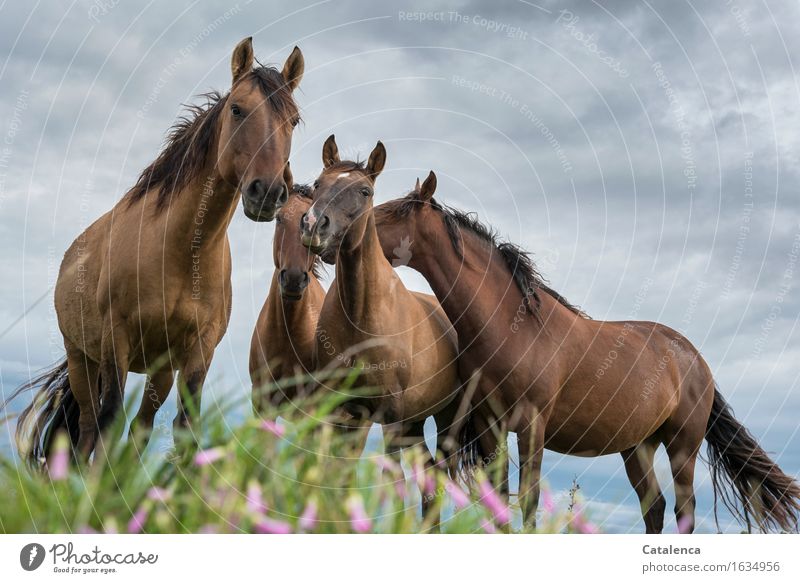 Neugierde, Pferde aus der Froschperspektive Natur Pflanze Tier Gewitterwolken schlechtes Wetter Gras bunte Blumen Wiese Steppe Haustier Nutztier 4 Tiergruppe