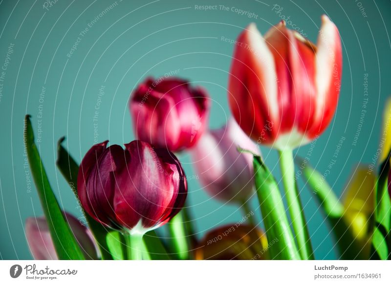 Knackig Blume Blumenstrauß Tulpe frisch knackig mehrfarbig violett rot grün knallig rosa Frühlingsgefühle schön ästhetisch Sommer Farbfoto Innenaufnahme