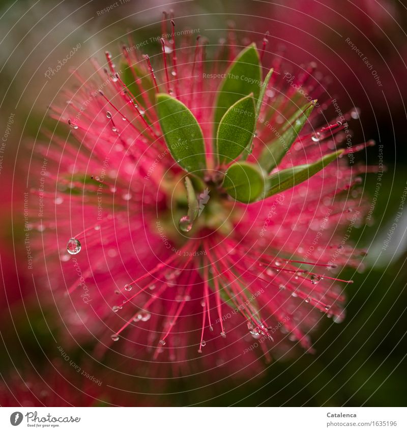 Nasser, roter Zylinderputzer Natur Pflanze Wasser Wassertropfen Regen Blume Blatt Blüte Park Blühend verblüht Wachstum ästhetisch glänzend nass natürlich grün