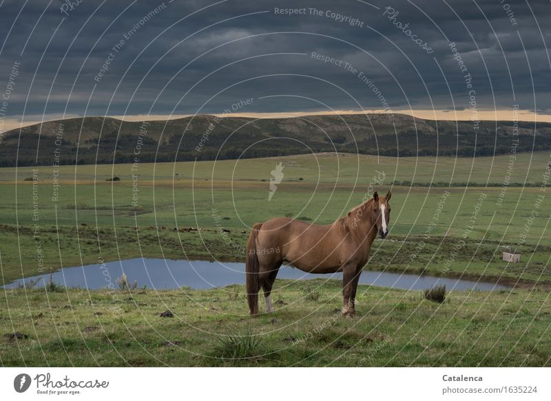 La tostada, Pferd auf der Weide Reitsport Natur Landschaft Pflanze Tier Gewitterwolken schlechtes Wetter Gras Feld Hügel Teich 1 beobachten stehen ästhetisch