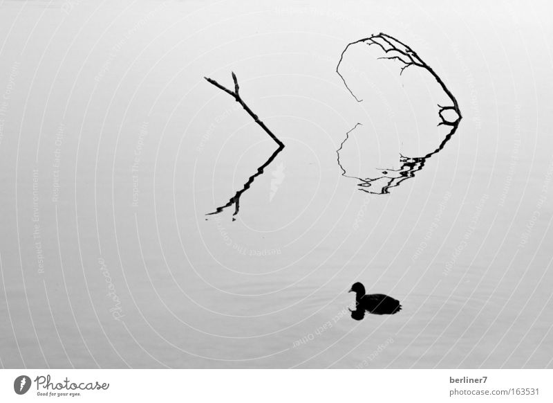 Herzenssache Schwarzweißfoto Außenaufnahme Menschenleer Tag Licht Schatten Kontrast Reflexion & Spiegelung Wasser Seeufer Greifensee Wildtier Vogel 1 Tier