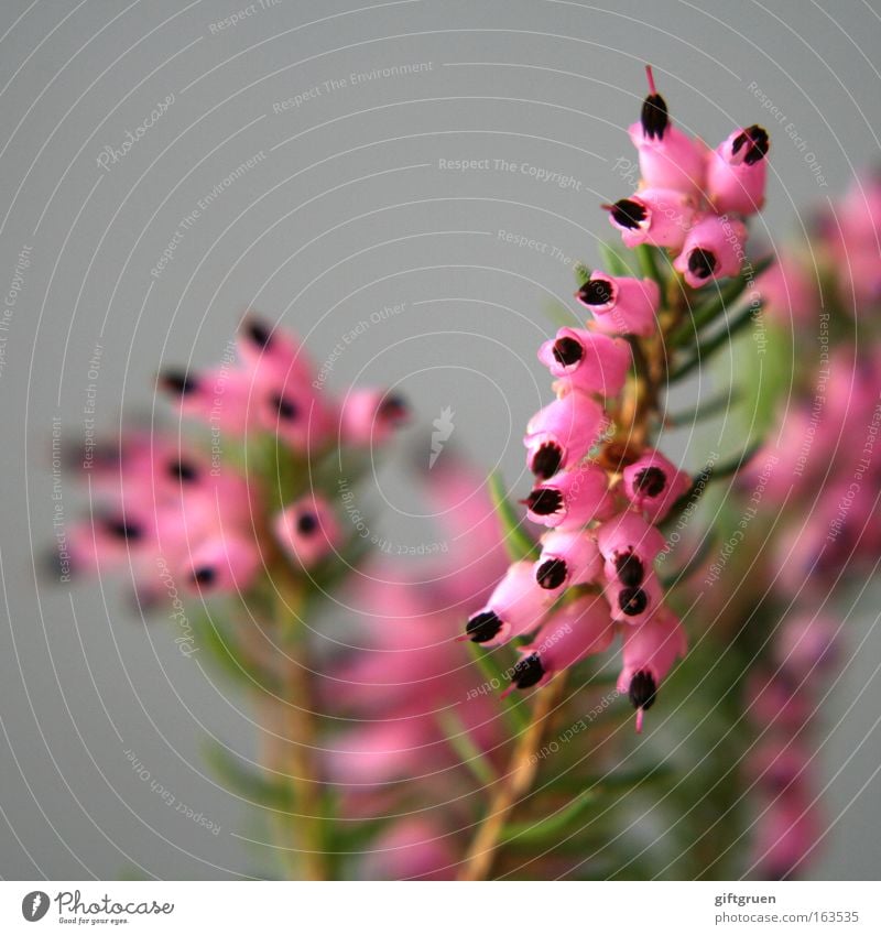 rosarot Farbfoto Detailaufnahme Makroaufnahme Menschenleer Textfreiraum oben Hintergrund neutral Schwache Tiefenschärfe Zentralperspektive Umwelt Natur Pflanze