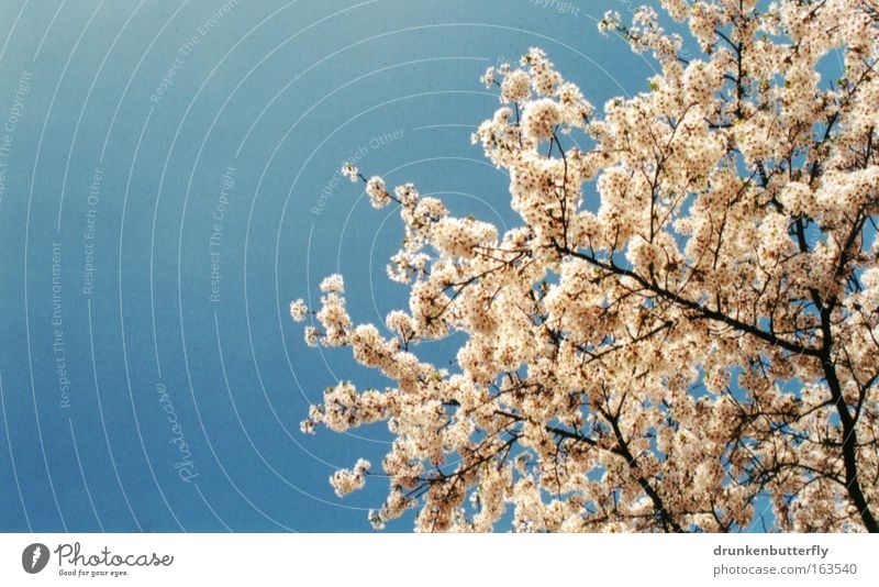 Blütenzauber I Farbfoto Außenaufnahme Strukturen & Formen Textfreiraum links Tag Licht Natur Landschaft Pflanze Luft Himmel Wolkenloser Himmel Frühling