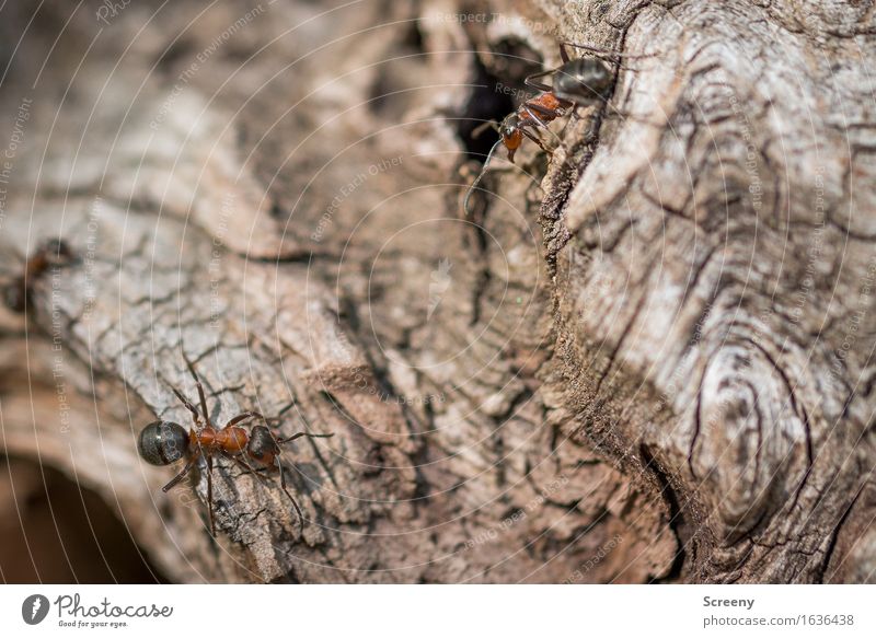 Begegnungen Natur Tier Wald Wildtier Ameise 2 krabbeln klein braun rot schwarz Waldameise Farbfoto Außenaufnahme Makroaufnahme Menschenleer Tag