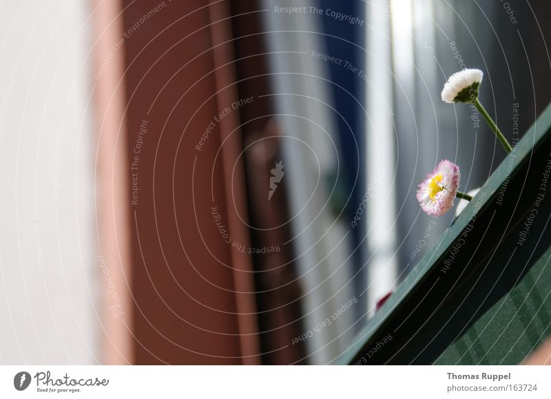 Blümchen Farbfoto Außenaufnahme Menschenleer Tag Pflanze Blume Blüte Haus Gebäude Mauer Wand Fassade Balkon Fenster Stein trist braun grün Optimismus