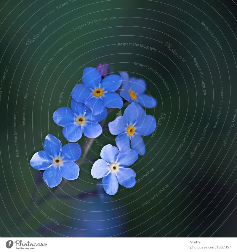 zartblaues Vergissmeinnicht Vergißmeinnicht Vergißmeinnichtblüte heimisch blaue Blüten blaue Blumen dezente Blüten dezente Blumen heimische Wildpflanzen