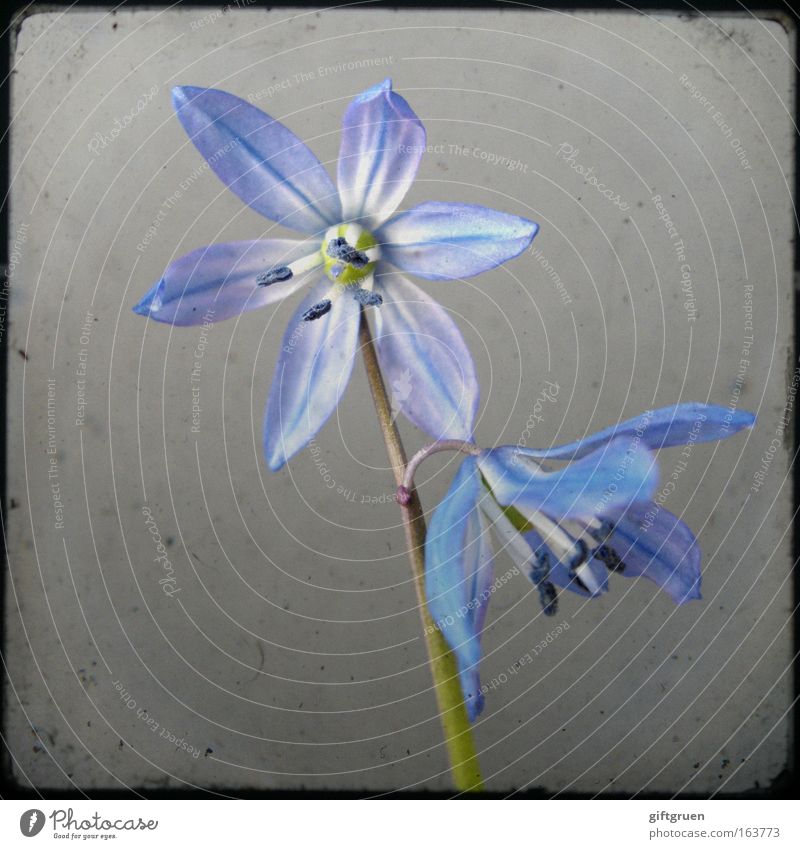 fragmentary blue Farbfoto Nahaufnahme Menschenleer Textfreiraum links Hintergrund neutral Natur Pflanze Frühling Blume Blüte Blütenpflanze Blühend Wachstum