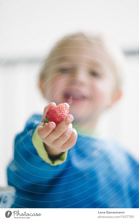 Erbeerzeit!! Lebensmittel Frucht Erdbeeren Picknick Diät Slowfood Gesundheit Kinderspiel Essen Muttertag Geburtstag Kindergarten Kleinkind Junge 1 Mensch