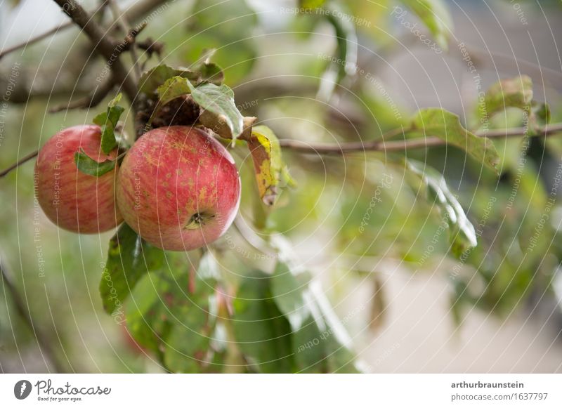 Reife Äpfel kurz vor der Ernte Lebensmittel Frucht Ernährung Frühstück Bioprodukte Vegetarische Ernährung Slowfood kaufen Gesunde Ernährung Fitness Übergewicht