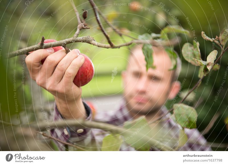 Junger Mann bei der Apfelernte Lebensmittel Frucht Ernährung Bioprodukte Vegetarische Ernährung Gesunde Ernährung Freizeit & Hobby Handarbeit Sommer Garten