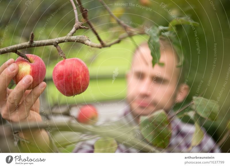 Junge Mann bei Apfelernte Lebensmittel Frucht Ernährung Bioprodukte Vegetarische Ernährung Ernte Gesunde Ernährung Freizeit & Hobby Tourismus Sommer Landwirt