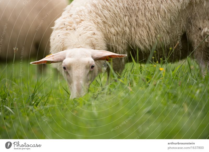 Schaf auf der Weide Lebensmittel Fleisch Milcherzeugnisse Ernährung Essen Bioprodukte Gesunde Ernährung Ferien & Urlaub & Reisen Bauernhof Landwirt Wirtschaft