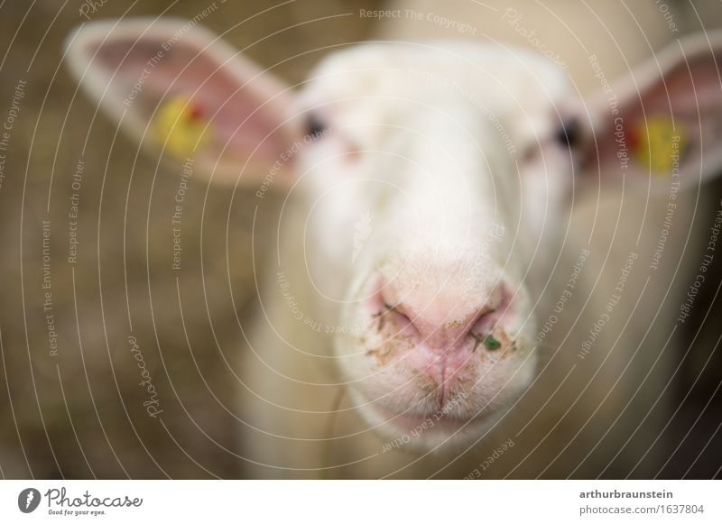 Interessiertes Schaf Lebensmittel Fleisch Ernährung Gesunde Ernährung Umwelt Natur Feld Tier Nutztier Schafswolle Schafskäse Stall 1 beobachten Blick