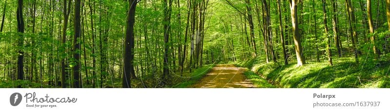 Straße in einer grünen Waldpanoramalandschaft im Frühjahr Sommer Sonne Umwelt Natur Landschaft Pflanze Frühling Baum Blatt Park hell natürlich wild Gelassenheit