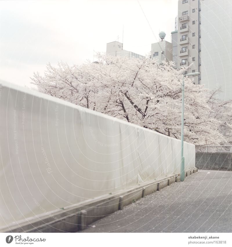 Sakura #7 Farbfoto Menschenleer Tag Totale Himmel Wolken Baum Blume Blüte Tokyo Japan Asien Gelassenheit