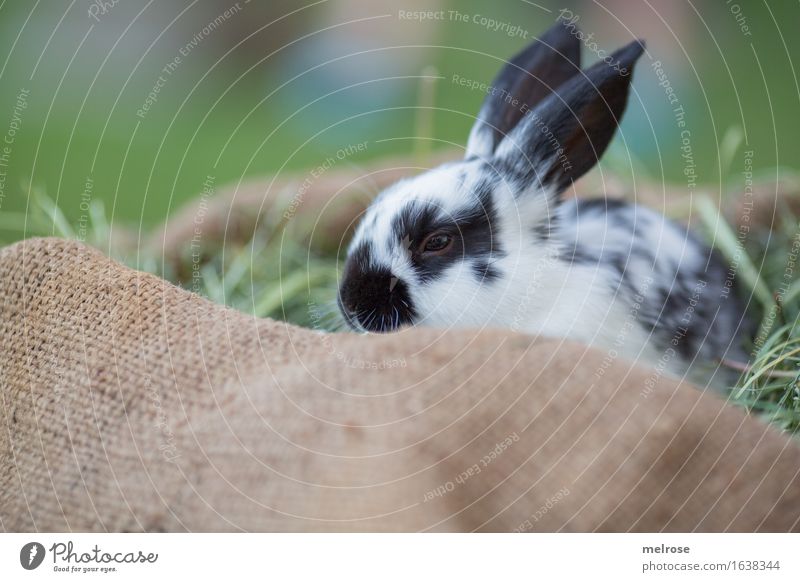 Schlaft gut! Ostern Gras Garten Wiese Tier Haustier Tiergesicht Fell Schnauze Hasenohren Zwergkaninchen Säugetier Nagetiere Stroh Heu Juttesack beobachten