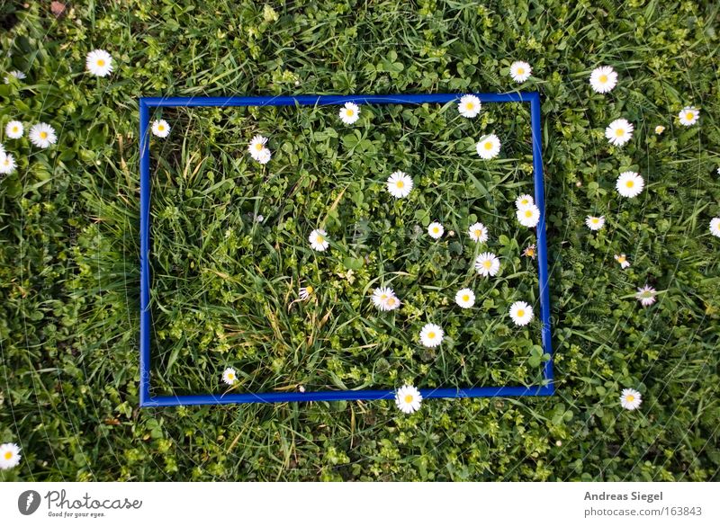 [Harusaki|DD] Den Rahmen sprengen Farbfoto Außenaufnahme Menschenleer Tag Vogelperspektive Natur Pflanze Frühling Gras Gänseblümchen Park Wiese Dresden