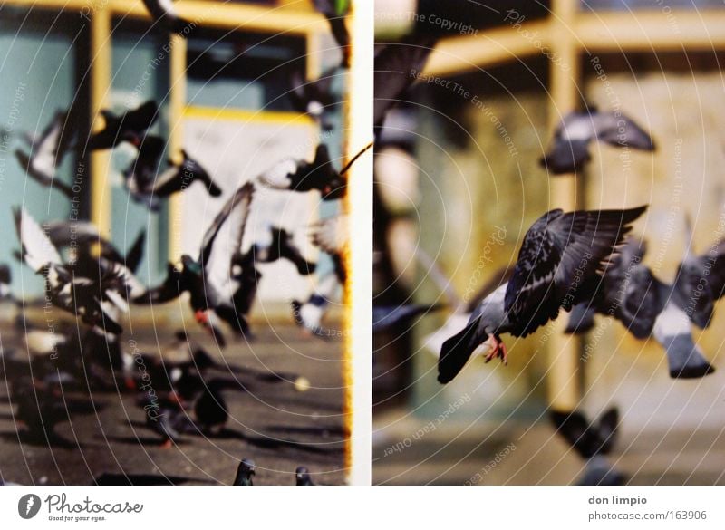 tauben 2 Farbfoto Außenaufnahme Menschenleer Schwache Tiefenschärfe Vogelperspektive Natur Tier Haustier Nutztier Taube Schwarm fliegen füttern frei