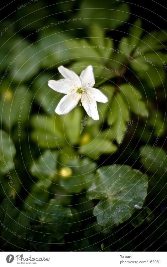 Morning Star Farbfoto Außenaufnahme Detailaufnahme Makroaufnahme Menschenleer Textfreiraum unten Schwache Tiefenschärfe Vogelperspektive Umwelt Natur