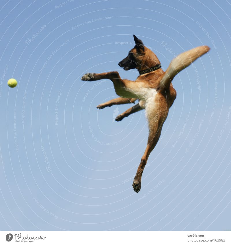 flying dog cash Farbfoto Tierporträt Fitness Sport-Training Ballsport nur Himmel Haustier Hund Belgischer Schäferhund Bewegung fangen springen toben warten