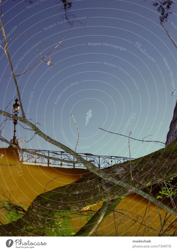 IMwasser Farbfoto Außenaufnahme Experiment abstrakt Tag Reflexion & Spiegelung Umwelt Natur Landschaft Pflanze Wasser Klimawandel Baum Flussufer Brücke exotisch